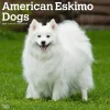 2025 BrownTrout American Eskimo Dogs 12" x 24" Monthly Square Wall Calendar (9781975476496)
