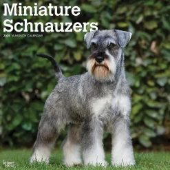 2025 BrownTrout ature Schnauzers 12" x 12" Monthly Wall Calendar (9781975477684)