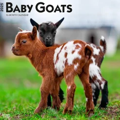 2025 BrownTrout Baby Goats 12" x 12" Monthly Wall Calendar (9781975476571)