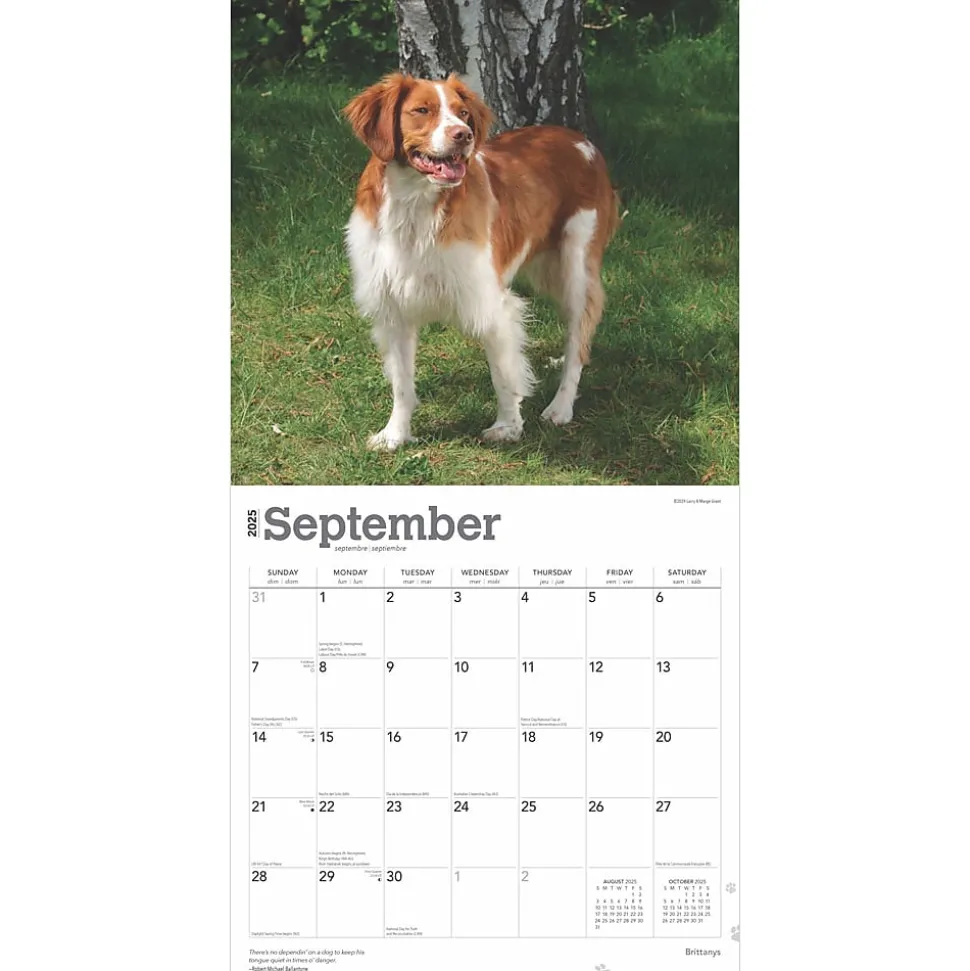 2025 BrownTrout Brittanys 12" x 12" Monthly Wall Calendar (9781975476731)