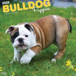 2025 BrownTrout Bulldog Puppies 12" x 12" Monthly Wall Calendar (9781975474539)