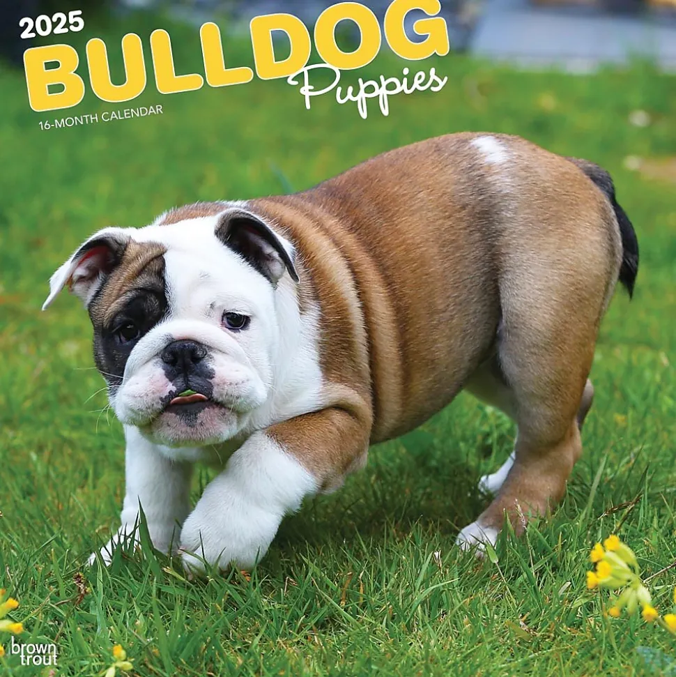 2025 BrownTrout Bulldog Puppies 12" x 12" Monthly Wall Calendar (9781975474539)