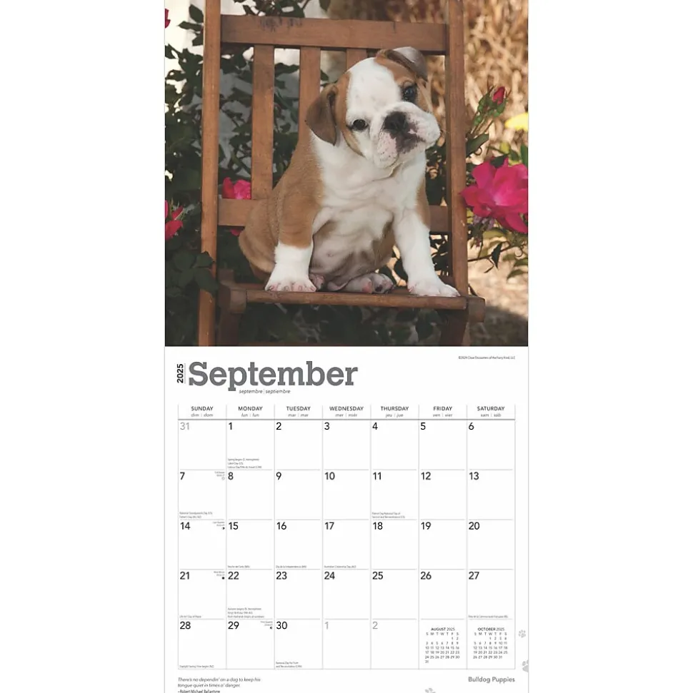 2025 BrownTrout Bulldog Puppies 12" x 12" Monthly Wall Calendar (9781975474539)