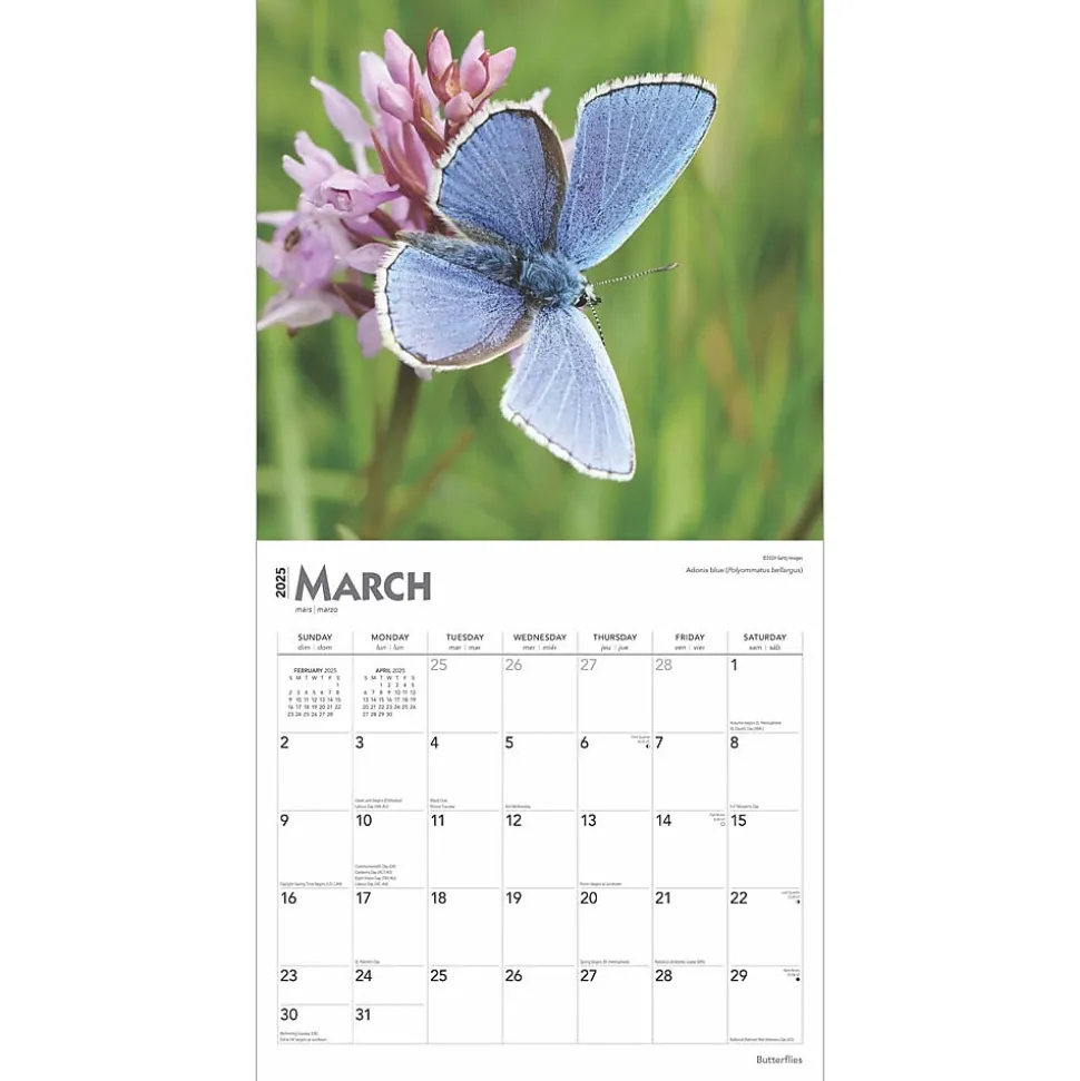 2025 BrownTrout Butterflies 12" x 12" Monthly Wall Calendar (9781975476762)