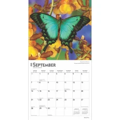 2025 BrownTrout Butterflies 12