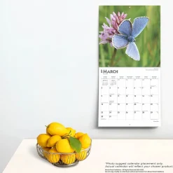 2025 BrownTrout Butterflies 12