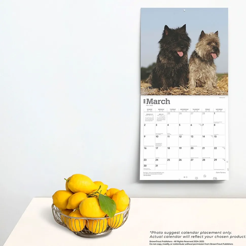 2025 BrownTrout Cairn Terriers 12" x 24" Monthly Square Wall Calendar, (9781975476779)