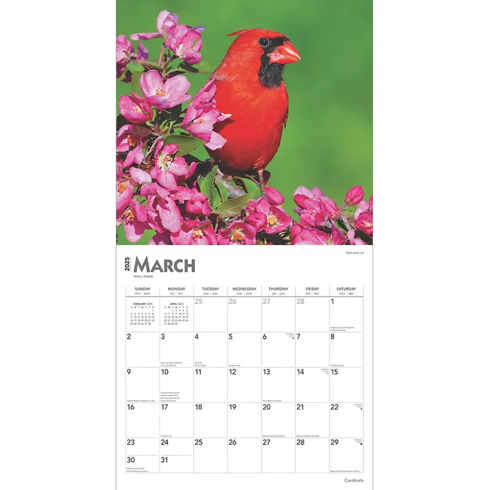 2025 BrownTrout Cardinals 12" x 24" Monthly Square Wall Calendar, (9781975476786)