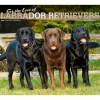 2025 BrownTrout For the Love of Labrador Retrievers 14" x 24" Monthly Deluxe Wall Calendar, (9781975473068)