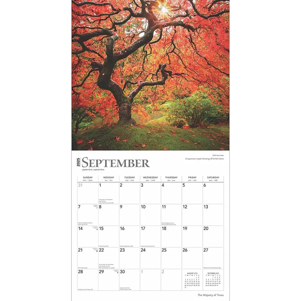 2025 BrownTrout The Majesty of Trees 12" x 12" Monthly Square Wall Calendar (9781975477394)