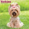 2025 BrownTrout Yorkshire Terriers 12" x 12" Monthly Wall Calendar (9781975478001)