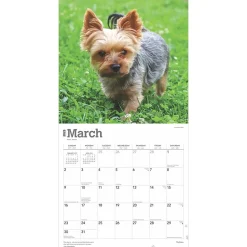 2025 BrownTrout Yorkshire Terriers 12