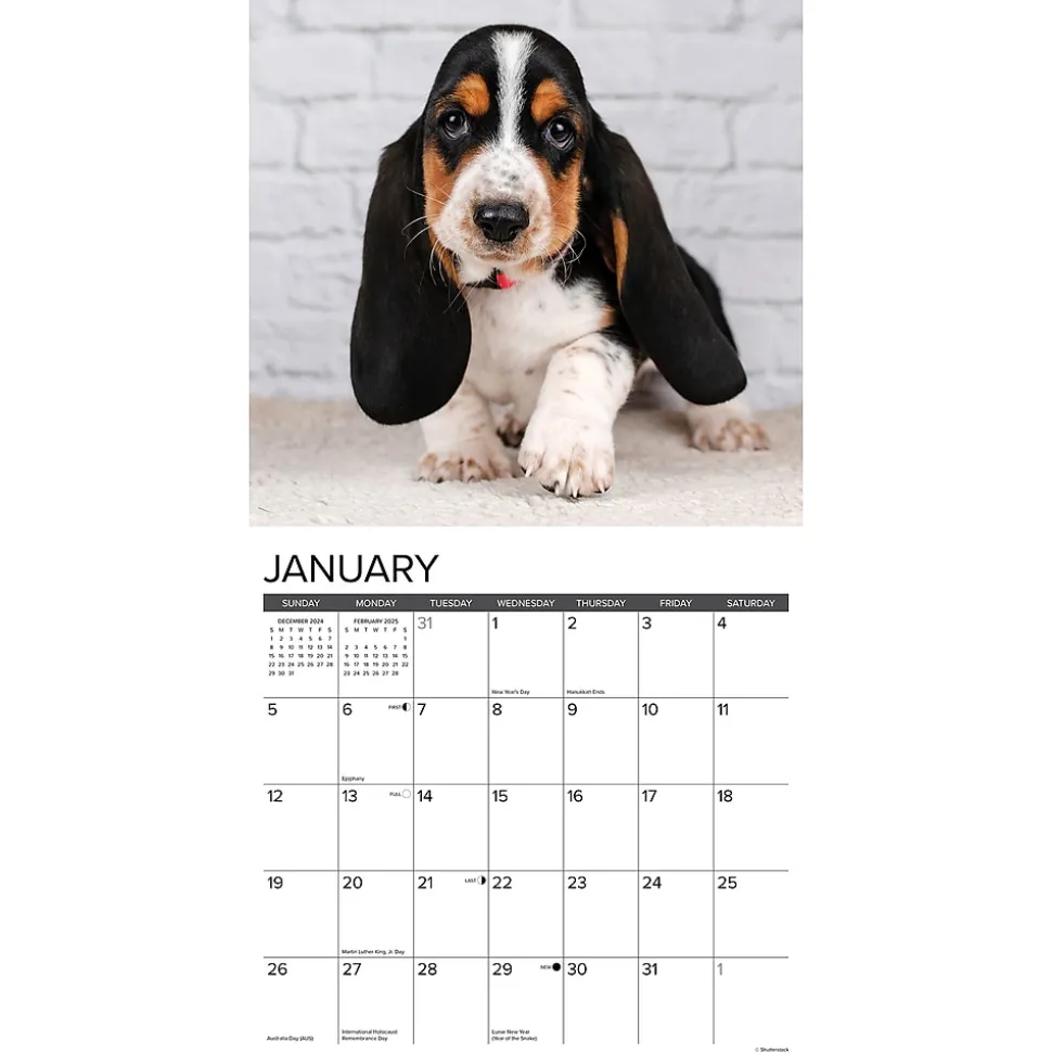2025 Willow Creek Basset Hound Puppies 12" x 12" Yearly Wall Calendar (41598)