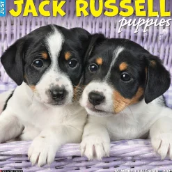2025 Willow Creek Just Jack Russell Puppies 12" x 12" Monthly Wall Calendar (43547)
