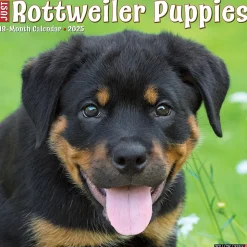 2025 Willow Creek Press Just Rottweiler Puppies 2025 Wall Calendar 12" x 12" (44681)