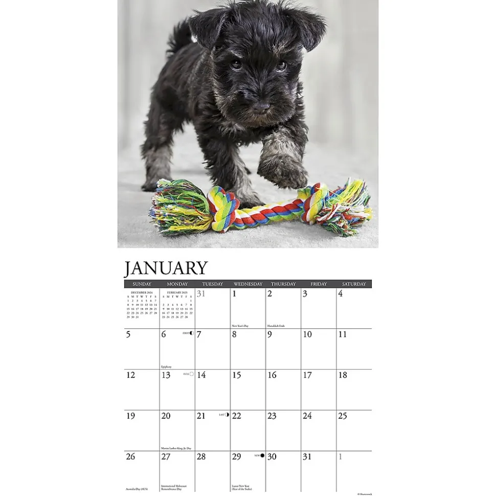 2025 Willow Creek Schnauzer Puppies 12" x 12" Yearly Wall Calendar (44759)