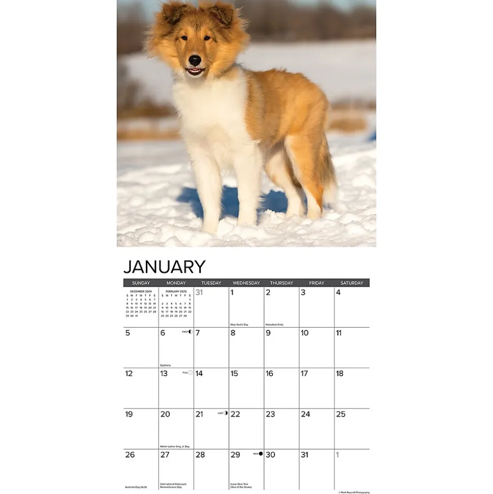2025 Willow Creek Sheltie Puppies 12" x 12" Monthly Wall Calendar (44834)
