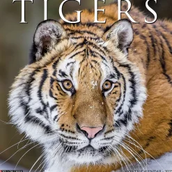 2025 Willow Creek Tigers 12" x 12" Yearly Wall Calendar (45114)