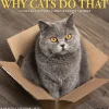 2025 Willow Creek Why Cats Do That 12" x 12" Monthly Wall Calendar (45435)